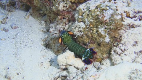 Peacock mantis shrimp on the reef in Maldives
