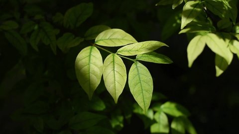 bright green leaves sunlight in dark background 