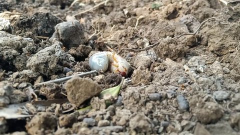 The worm ( Grub ) is digging the ground and going inside