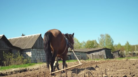 A farmer uses a horse drawn plow to work a field. Farmer uses an old metal blade plow to cut one furrow at a time using reins to guide the horse.