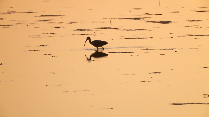 White ibis feeding in Florida mangrove marsh uses its long curved beak to probe the bottom and catch crabs at low tide. Silhouette at sunrise. one half natural speed.