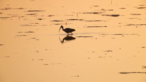 White ibis feeding in Florida mangrove marsh uses its long curved beak to probe the bottom and catch crabs at low tide. Silhouette at sunrise. one half natural speed.