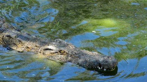 Crocodile or alligator swimming in river