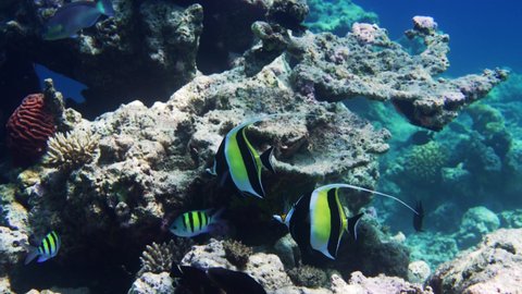 Couple of angel fish over reef