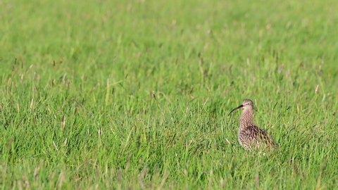 Curlew walk on the meadow and call, spring, (numenius arquata), germany