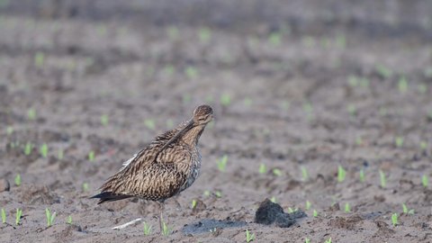 Curlew standing on the maize field and clean her feathers, spring, (numenius arquata), germany
