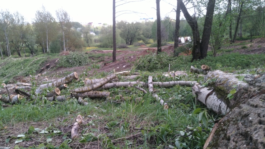 destroy nature by man in the park