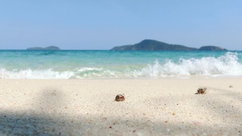 Beach sea sand wave sky mountain background 2022. Hermit crab two walking sand paradise island sunny together beach. White sand wave foamy splash shore coastal area. 