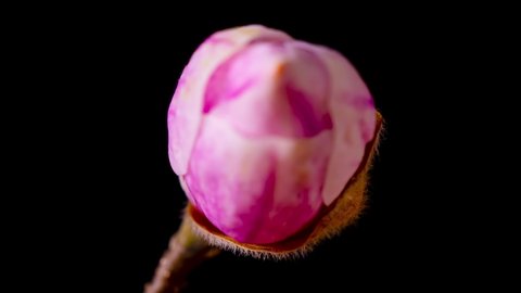 Time Lapse of Magnolia flower blooming. Opening beautiful flower buds. Pink Flowering Magnolia Blossom. Magnolia opening on Black background. 
