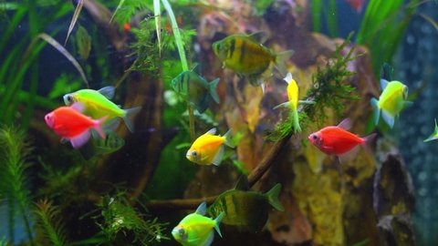 Planted Aquarium With Colourful Widdow Fish