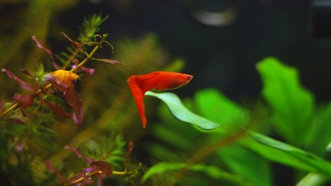 Albino Red Guppy Swimming In Aquarium
