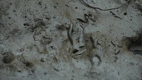 Shuttles Hoppfish (Periophthalmus modestus) Mudskipper, crawling into mud hole. Wetland