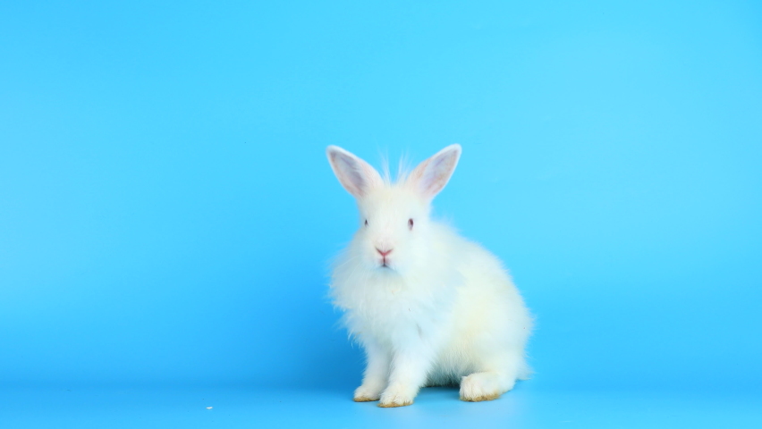 White healthy lovely bunny easter rabbit stand up on blue background. Cute fluffy rabbit sniffing, looking around, Lovely mammal with beautiful bright eyes in nature life. Symbol of easter day. Royalty-Free Stock Footage #1072492400