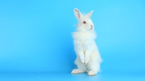 White healthy lovely bunny easter rabbit stand up on blue background. Cute fluffy rabbit sniffing, looking around, Lovely mammal with beautiful bright eyes in nature life. Symbol of easter day. - Powered by Shutterstock - Get 15% off with code: PIKWIZARD15