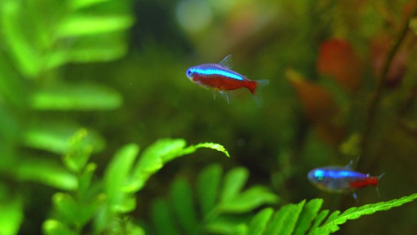 cardinal tetra aquarium 4k