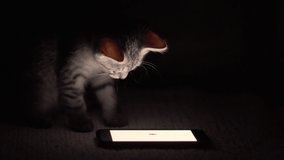 Adorable tabby kitten watching video of mouses on the smartphone in the dark and trying to catch it