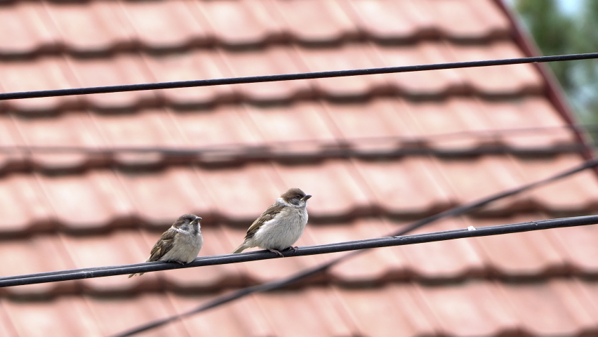 Couple of sparrows birds standing on the electric wire, house rooftop in the background