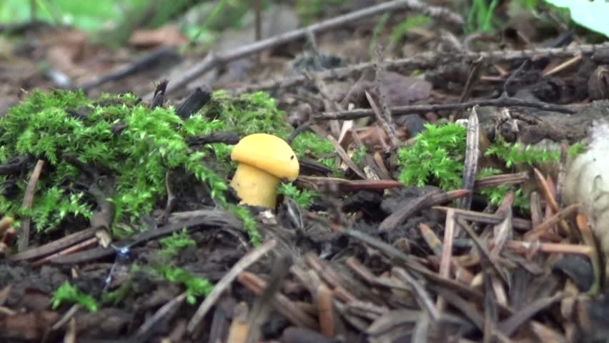 Walk through the forest.Boletus edulis mushroom surrounded spruce needles .Summer cloudy day.