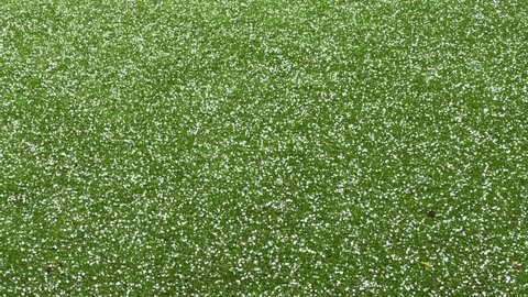 Hailstones falling on short grass of a lawn. No people. 