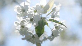 Closeup view of beautiful bunch of white flowers of fruit trees blooming in spring garden outdoors on sunny windy warm morning. Abstract natural floral 4k video background with sunshine and sun flares
