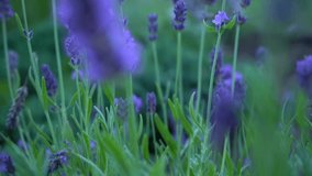 Slow motion video lavender bush purple bright flowers summer 120 fps