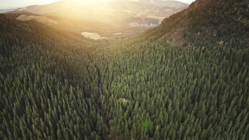 Pine forest at mountain valley with sun flare aerial view. Nobody nature landscape at sunny summer day. Green natural beauty of mounts. Wild spruce wood drone shot. Travel to Europe Italy Alps outdoor