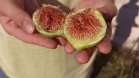 female hands holding a half of fresh ripe fig fruit on a sunny day in summer, close up, Puglia, Italy