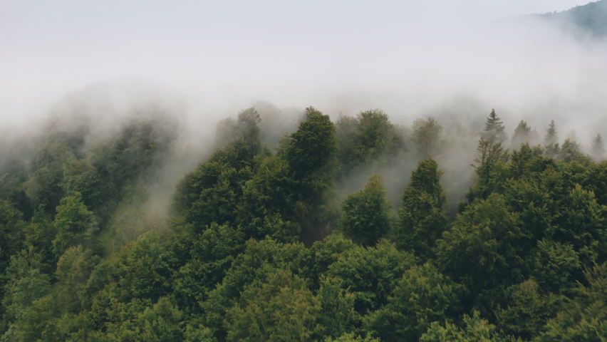 Thick fog over pine forest aerial. Mist flow at tree tops. Mystery foggy clouds lay on wood. Nobody nature landscape. Dramatic natural beauty. Mystic horror concept. Cinematic drone shot. Europe Royalty-Free Stock Footage #1072511105