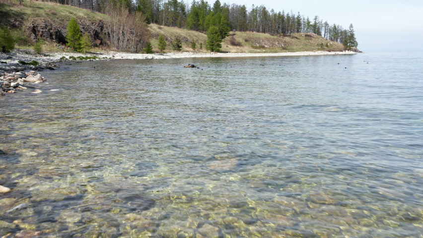 Aerial shot of seal swim on coast of lake Baikal. Nerpa rest on stone and dive jump into water