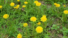 Blooming flowers of yellow dandelions in the green grass. Blooming yellow dandelion. Meadow flowers. Spring season. Green grass. Windy weather. Season.