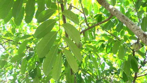 The broadleaf foliage of the Soursop tree aka Guyabano. The fruit is used as cancer treatment in alternative medicine.