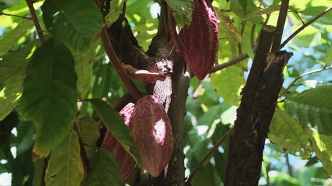Leaves blowing in tropical breeze around Cacao fruit ripening on tree.