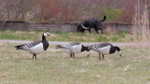 The barnacle geese (Branta leucopsis) in the public park, the woman is walking with dog in the background. Nordic nature in Finland.