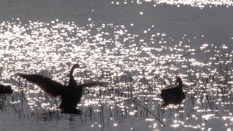The barnacle geese (Branta leucopsis) on the background of sun glare on the water surface. Nordic nature in Finland.