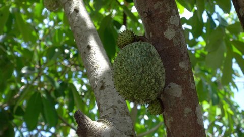 Soursop also know as Guyabano is a fruit from the Philippines believed to have cancer fighting properties.