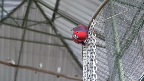 Hand feeding female eclectus parrot, friendly vivid red bird in aviary