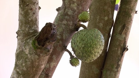 Soursop fruits aka Guyabano growing in the Philippines. believed to have cancer fighting properties as alternative medicines.