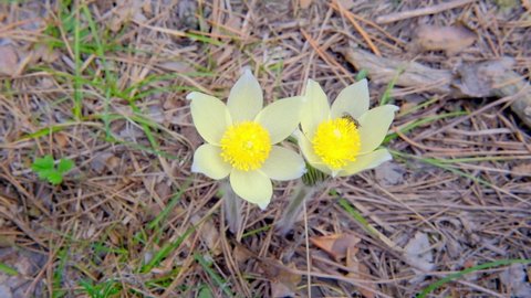Blooming Pasque flowers Pulsatilla in coniferous forest. Spring, light breeze, Siberia. Slow motion