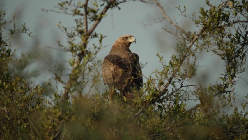 Tawny Eagle in natural environment 