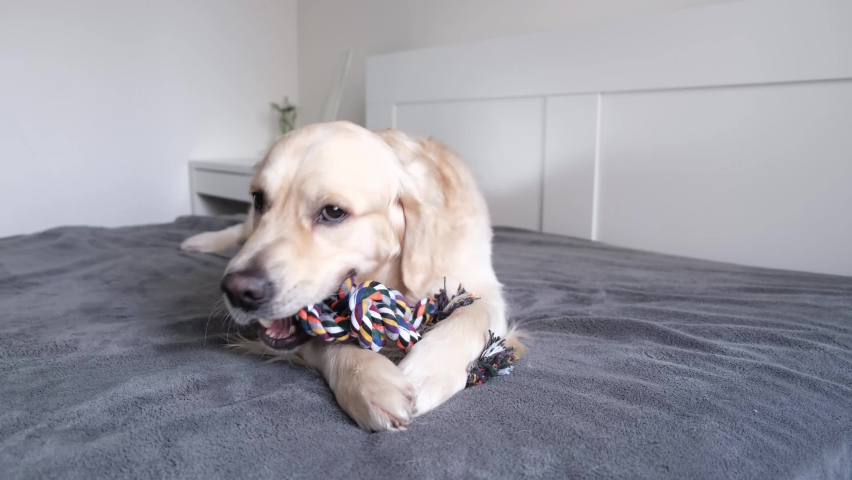 Cheerful golden retriever with a colored rope toy in his teeth. The big dog plays at home with the owner. Pet grooming and animal concept Royalty-Free Stock Footage #1072525448