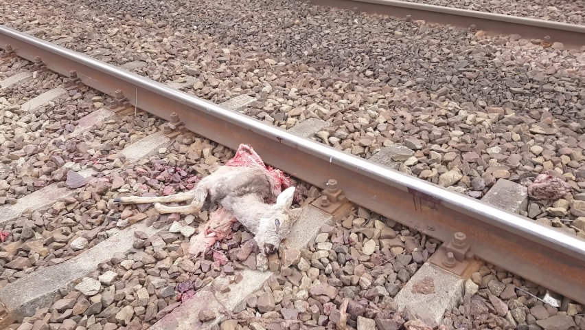 Mature Content: A dead deer is lying on the tracks, the train cut it in half. A massacre sight, an animal after a train accident.