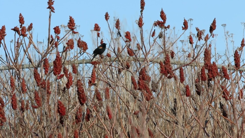 a red-winged blackbird on a branch