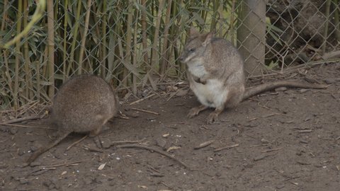 Two red-necked wallaby (Macropus rufogriseus) moving around near fence in petting zoo