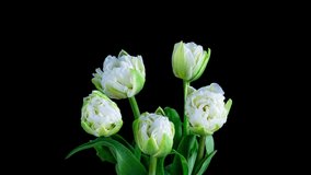 Time-lapse bouquet of white tulips on a black background. Festive bouquet, alpha channel. 4K video