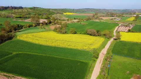Aerial nature shooting, Canola field. Spring, sunny day. Edirne, Turkey. 2021