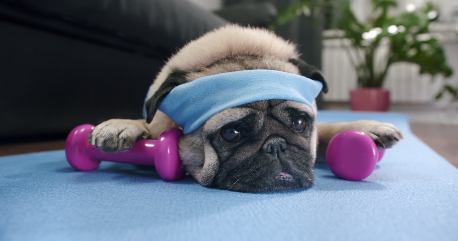 Funny cute pug dog do fitness at home. Cute face. Funny lazy sport pug. Tired of training, lying on the mat. Falling asleep with dumbbells in the paws. Funny dog sport and laziness concept Royalty-Free Stock Footage #1072543898