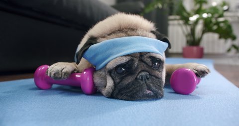 Funny cute pug dog do fitness at home. Cute face. Funny lazy sport pug. Tired of training, lying on the mat. Falling asleep with dumbbells in the paws. Funny dog sport and laziness concept