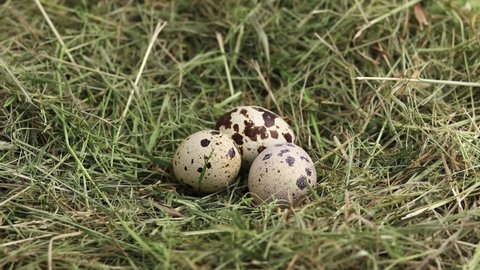 Free-range quail eggs in a hay nest. Three organic farm eggs. Rotation.