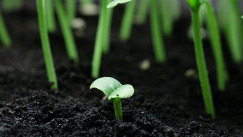 Time lapse of vegetable seeds growing or sprouting from the ground, newborn Cucumber plant in greenhouse agriculture, Natural concept, Alone Plant, Clean and eco-friendly