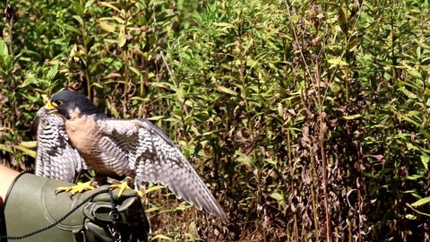 Peregrine falcon dismounting from falconer's protective leather glove